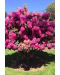 Рододендрон Нова Зембла | Rhododendron Nova Zembla